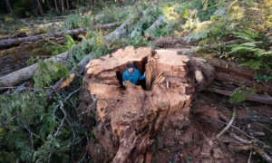 Old Growth Trees