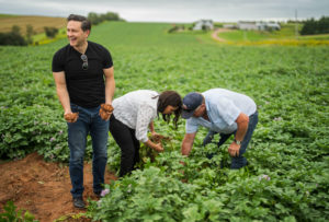 Pierre Poilievre Potatos